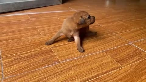 Cute puppy's funny videos