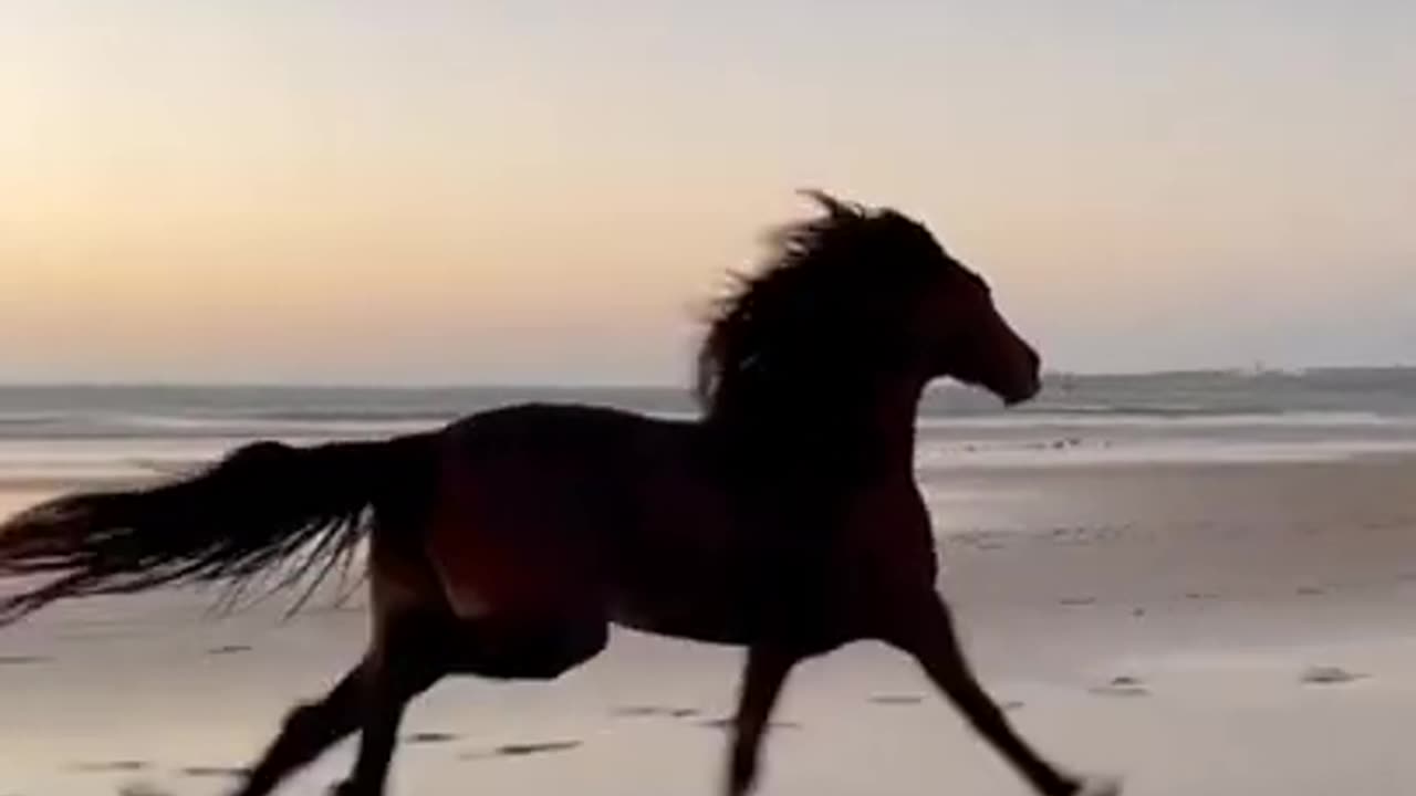 Horse Running Fast #Horse #Running #Fast #Ocean #Sea #SEO #Bank #Racing #Animal #PetAnimal #lovely