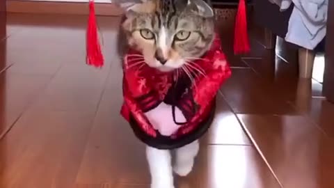 cat doing catwalk😹😹😻