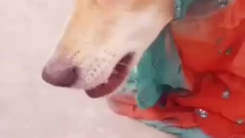 जानवरों की बेस्ट कॉमेडी । Animal Best Comedy