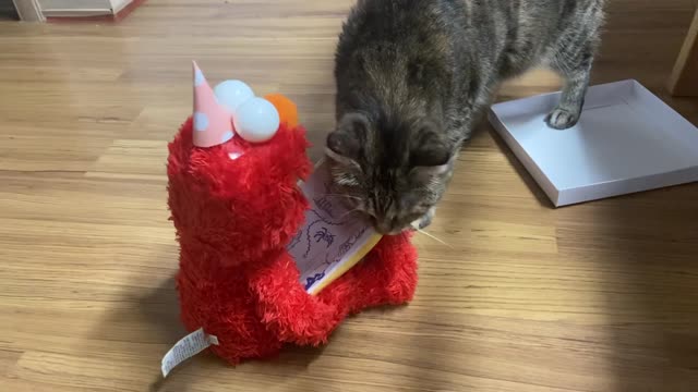 Cute cat's curiosity half indifference half