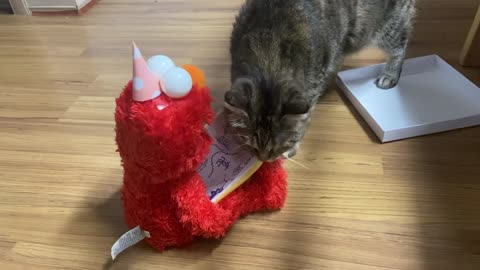 Cute cat's curiosity half indifference half