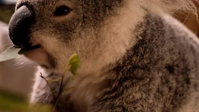 koala-eating-leaves-from-a-branch