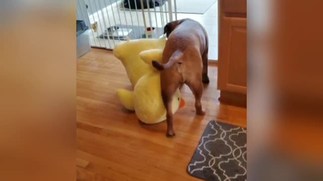 Doggy and Giant Stuffy