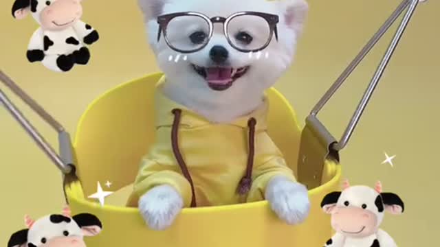 dog that swings