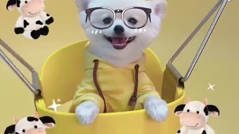 dog that swings