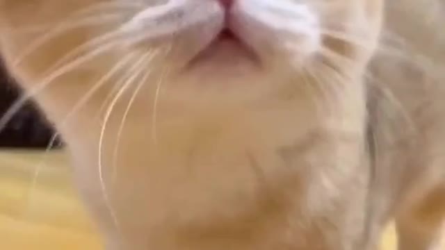 Angry _Cat video