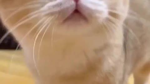 Angry _Cat video