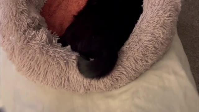 Adopting a Cat from a Shelter Vlog - Precious Piper Does a Long Kitty Stretch in Her Bed #shorts