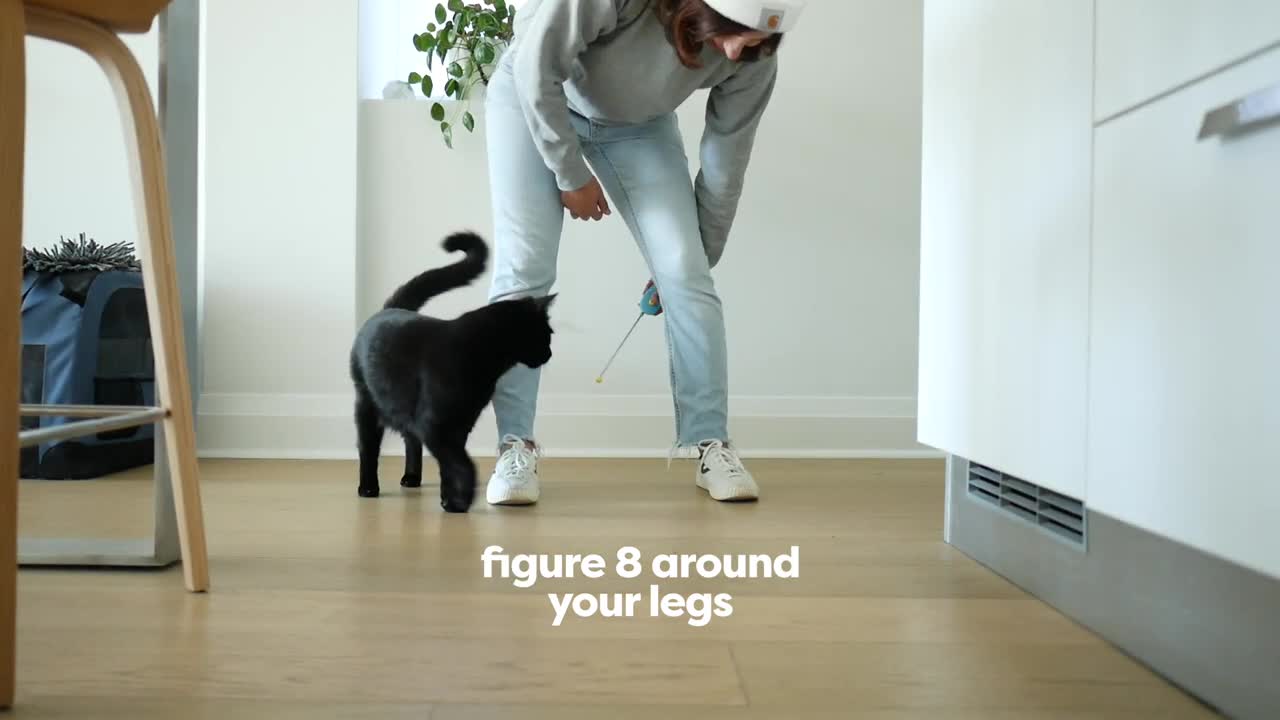 30 Tricks To Teach Your Cat