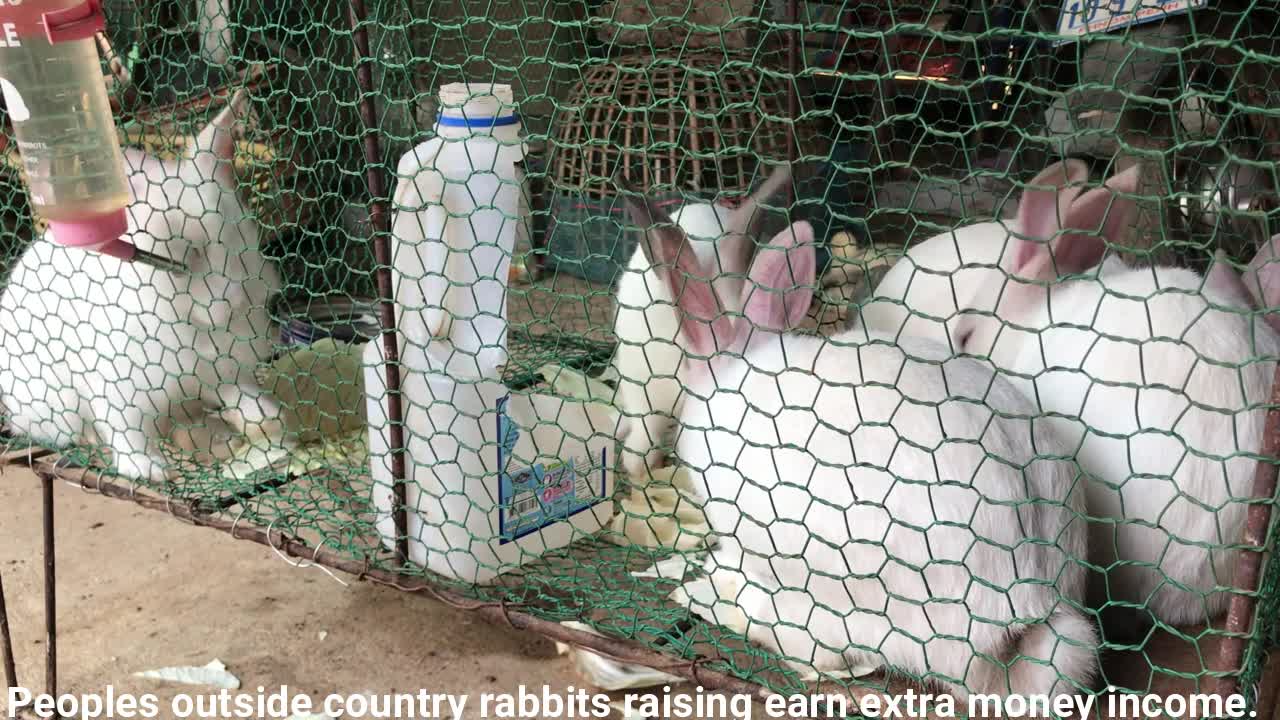 nature and rabbit