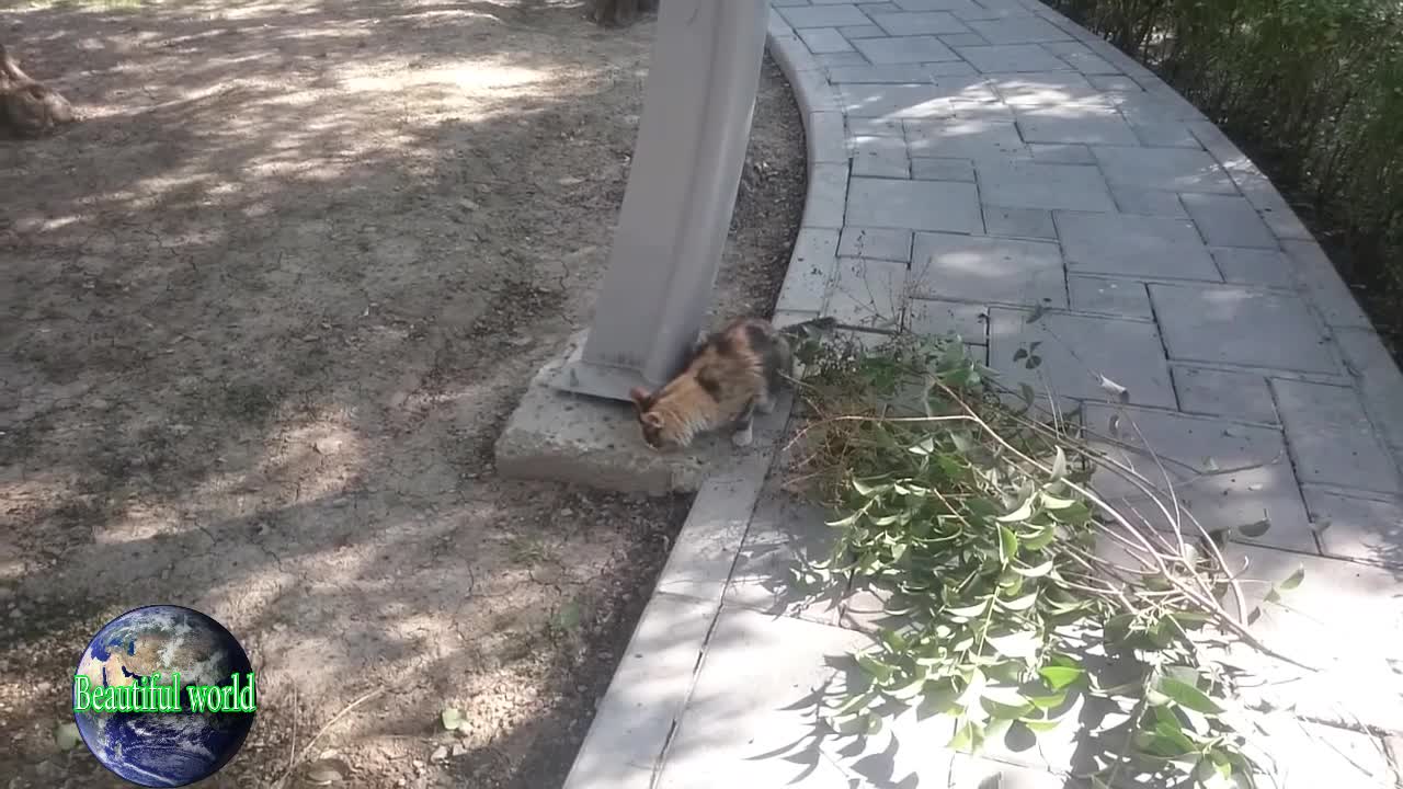 a beautiful cat in the park | popular cat video | funny cat | naughty cat | Playful cat