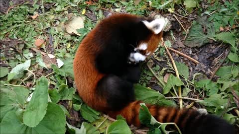 Adorable Red Panda