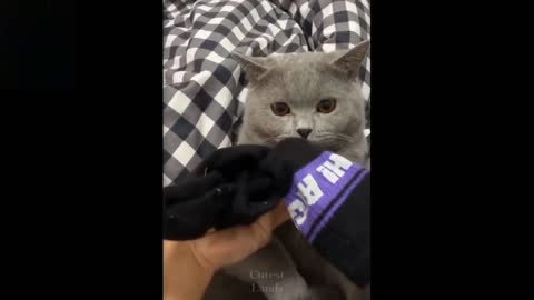 Cutest And funniest pets try not to laugh