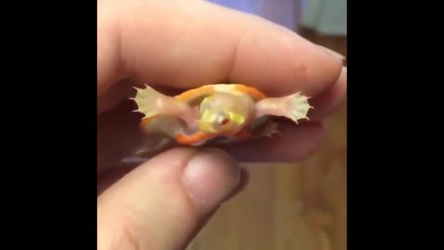Cutest baby animals of 2022, Putin hates baby animals