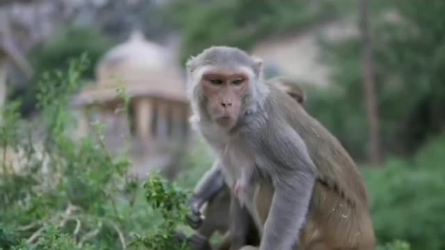 Wild Animals Hanging on the Tree Little Monkey Outdoors in Forest, Footage of Macaques,