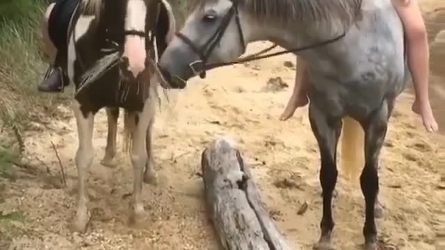 a horse that doesn't want to share snacks