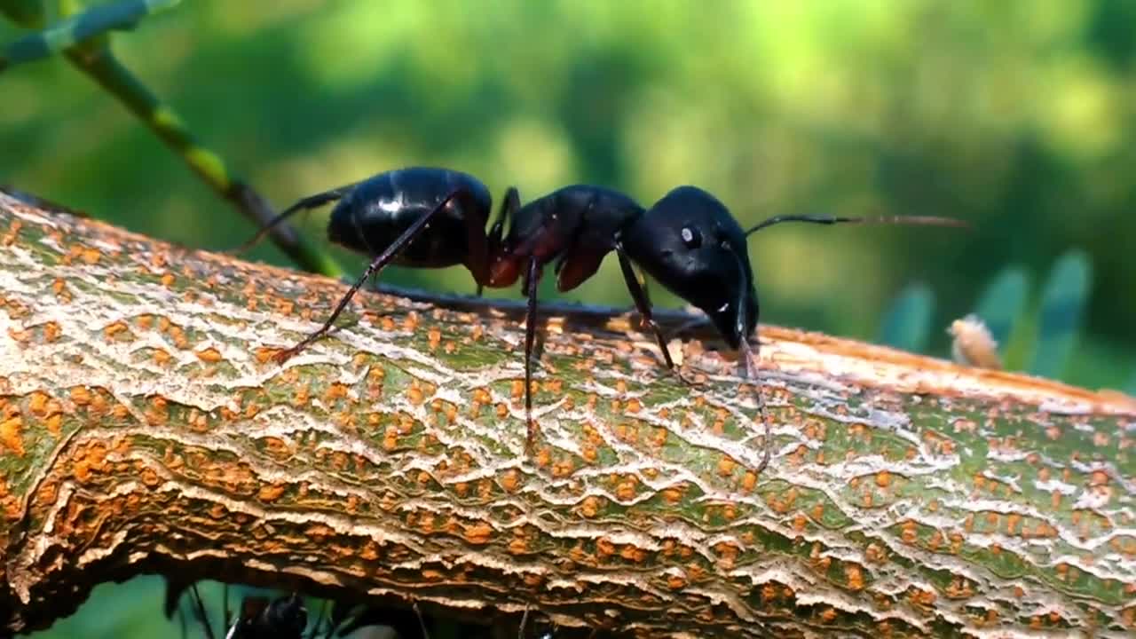 black ant