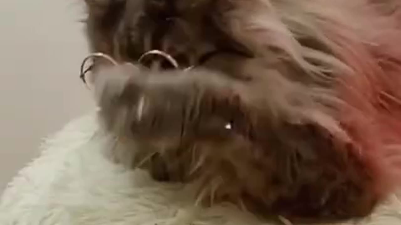 Funny cat videos 😂😂😂😂😂