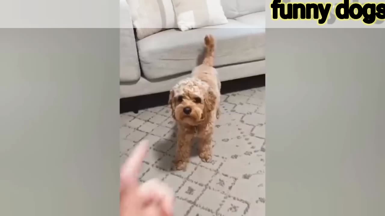 FUNNIEST DOG VIDEO MUST WATCH...2024