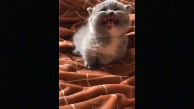 Funny Cats And Dogs Videos