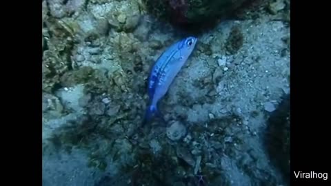 Diver found a fish caught in a plastic bag and set it free