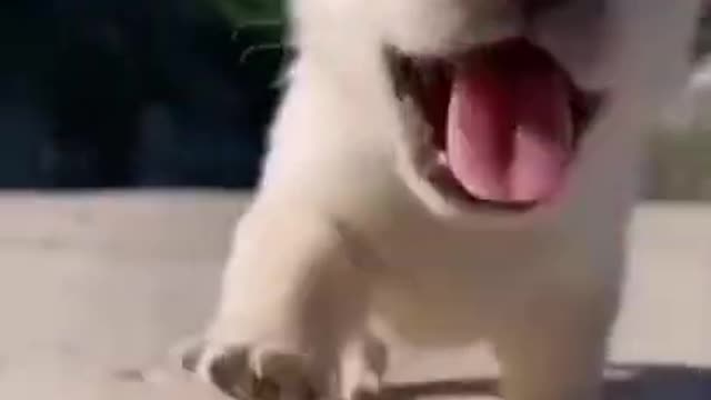 OMG |😲 THESE DOGS ARE SO 🐶 Ultimate Baby Dog |🐕SMART AND FUNNY ||🤣Funny Dog Videos 2021🤣 🐶|