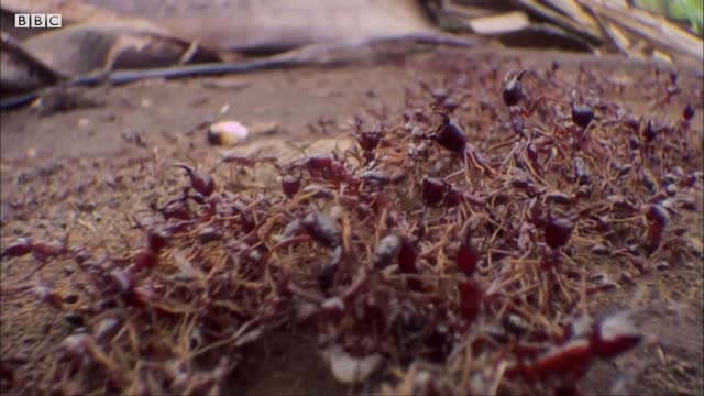 Killer Ant Swarm Butchers Lone Scorpion | Superswarm | BBC Earth