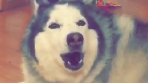 Grey husky laying on ground howling