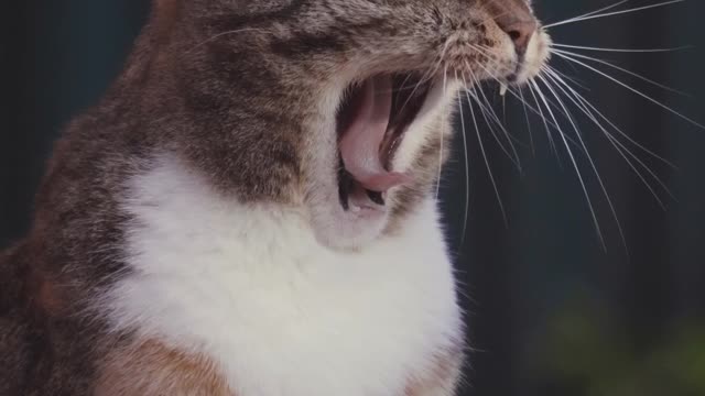 Close-Up Video Of Cat Yawning