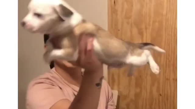 A Cat being a SuperMan....