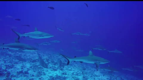 Swarms of sharks chase their prey again