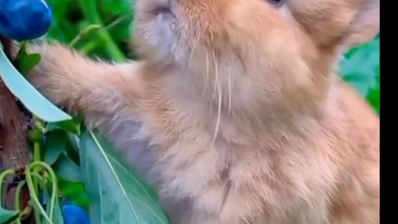 Cute rabbit 🐇🐇 eating