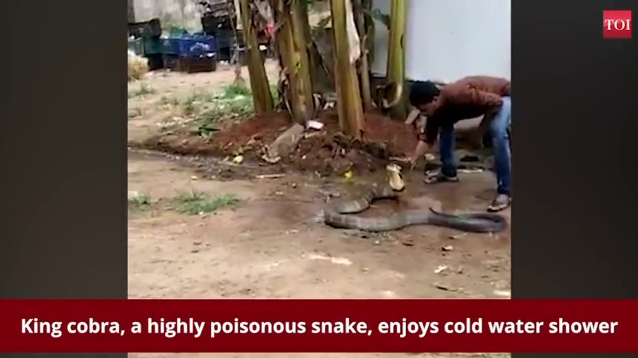 Cobra bathing seen