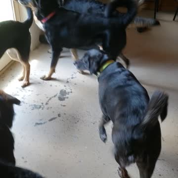 German Shepherd Stampede