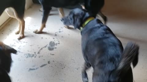 German Shepherd Stampede