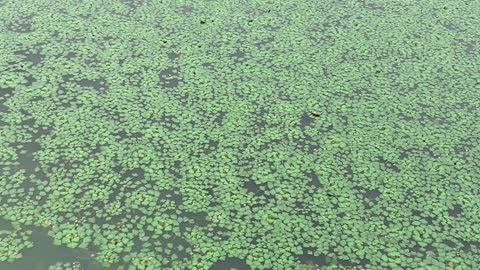 Plants in the pond