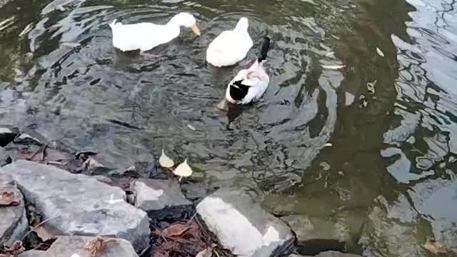 Ducks 🦆 Video By Kingdom of Awais