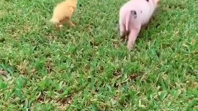 Baby Pig and Baby Duck