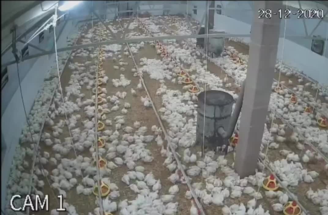 chickens during an earthquake