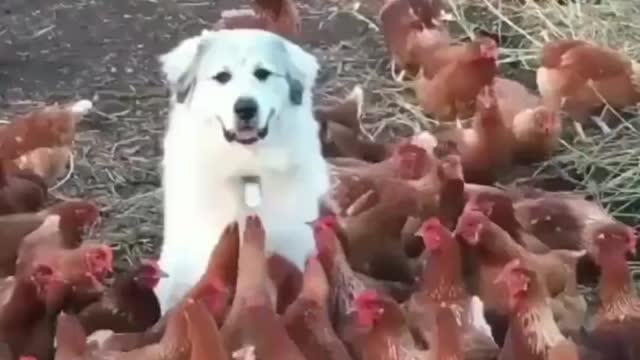 What happens when your pet is in the chicken flock?