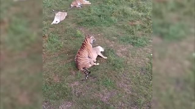 What Happens When Male Tiger & Female Lion Mate!