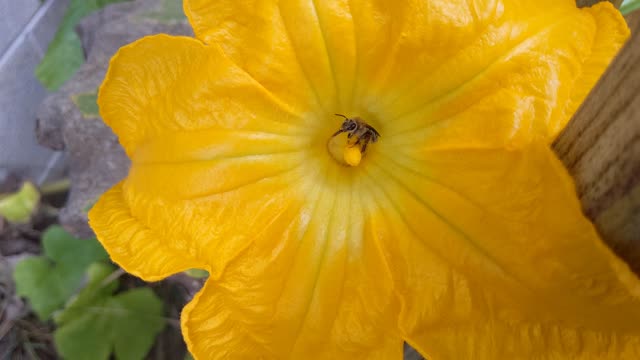 Bee In Pumpkin Flower