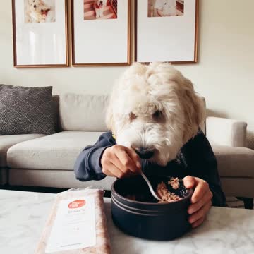 Hungry pup with human arms enjoys tasty snack