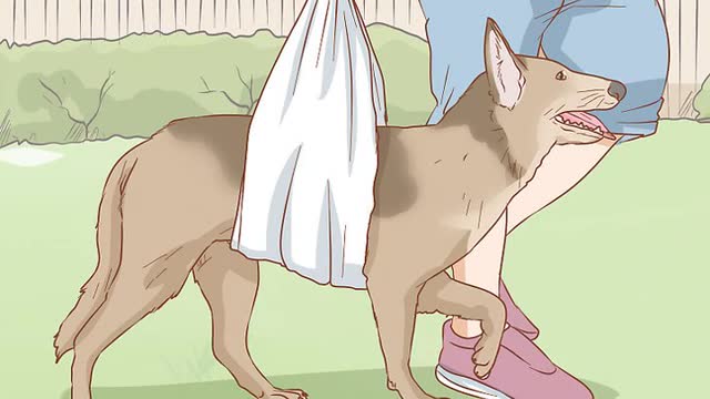 How to help a dog with a broken leg