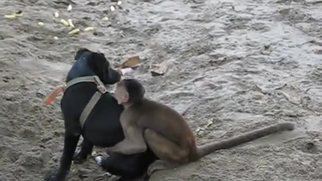 dog playing with monkey