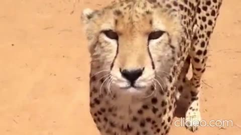 Ever Heard A Cheetah Meow?