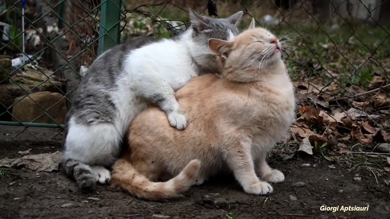 Watch how cats make love💔