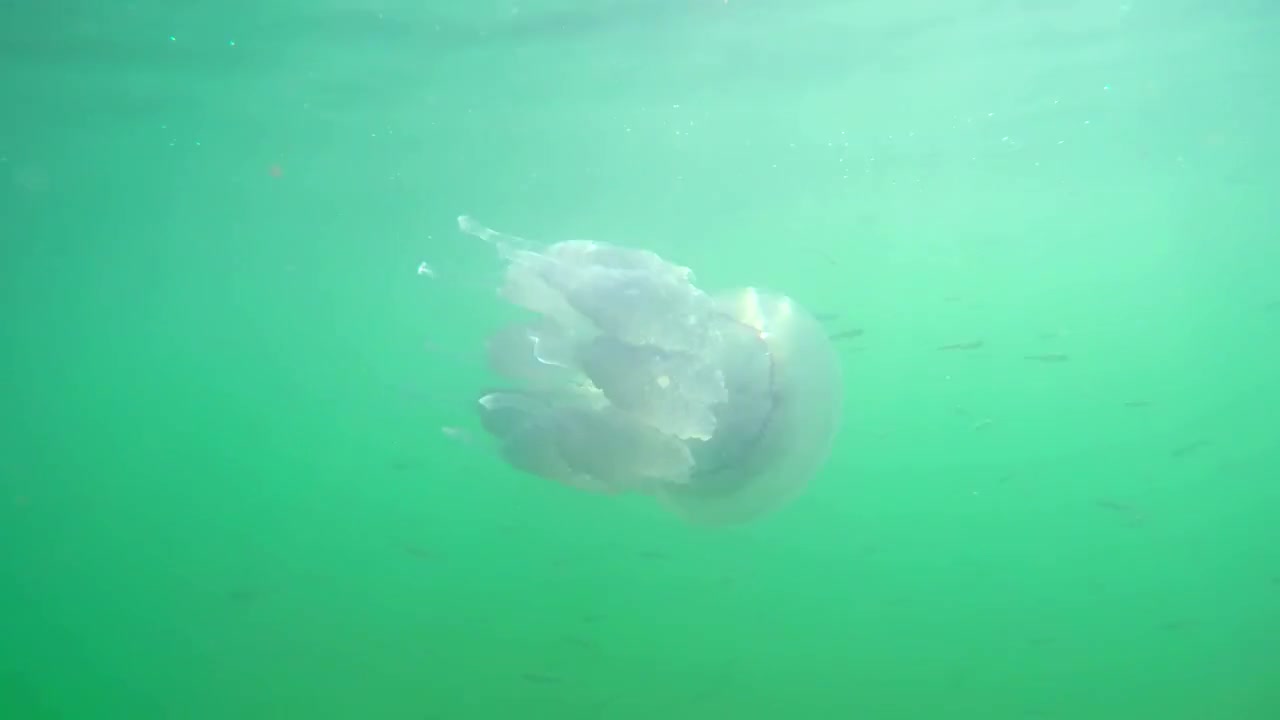 jellyfish swimming in the ocean