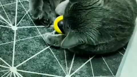 Toy balls and kittens